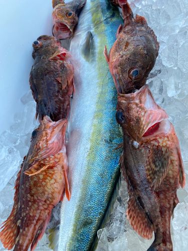 アラカブの釣果