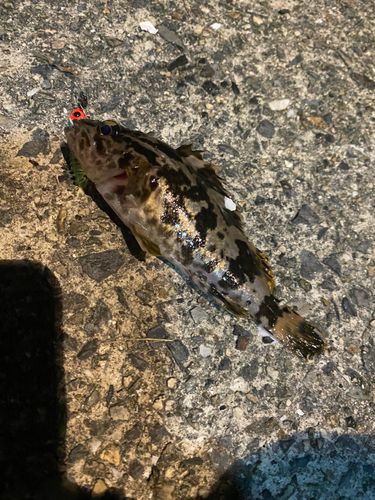 タケノコメバルの釣果