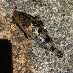 タケノコメバル