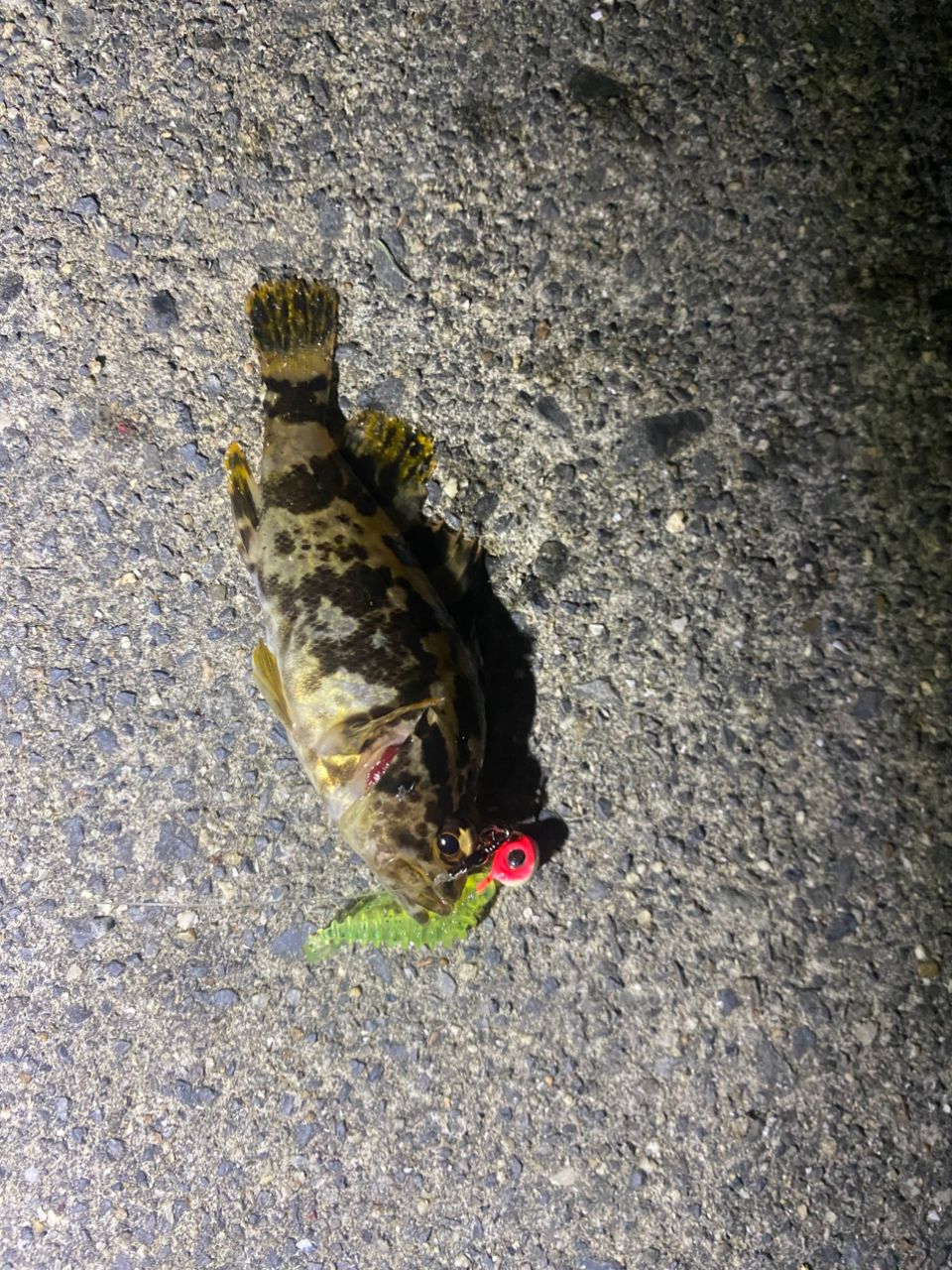 タケノコメバル