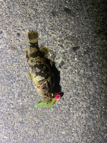 タケノコメバルの釣果