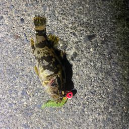 タケノコメバル