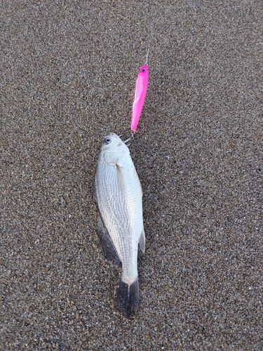 イシモチの釣果