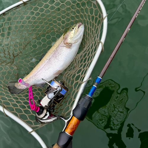 ニジマスの釣果