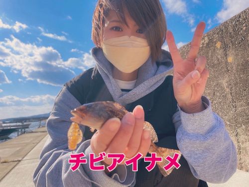 アイナメの釣果