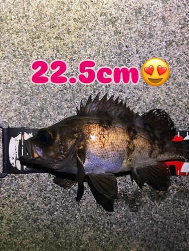 アカメバルの釣果