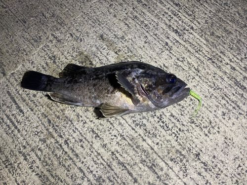 クロソイの釣果