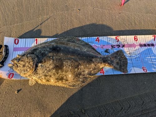 ヒラメの釣果