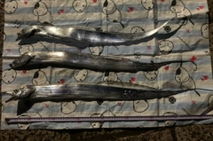 タチウオの釣果