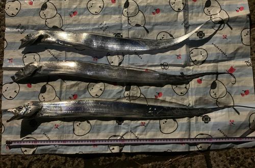 タチウオの釣果