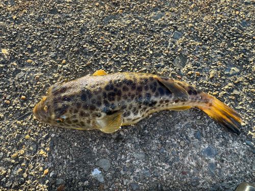 フグの釣果