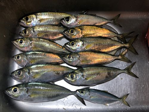 メアジの釣果