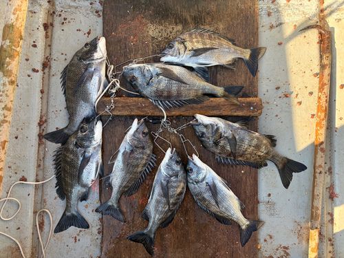 クロダイの釣果