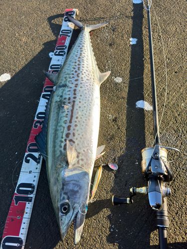 サワラの釣果