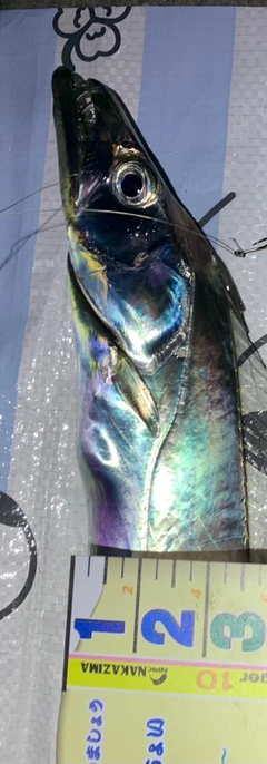 タチウオの釣果