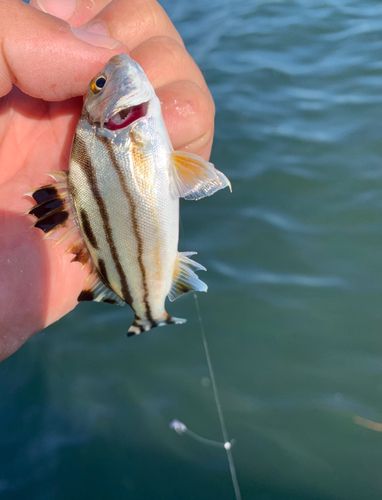 コトヒキの釣果