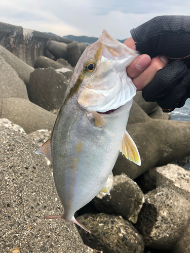 シオの釣果