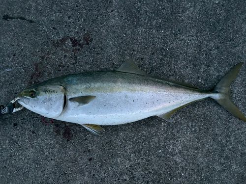 ブリの釣果