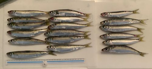 ウルメイワシの釣果