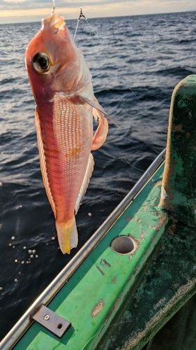 アカアマダイの釣果