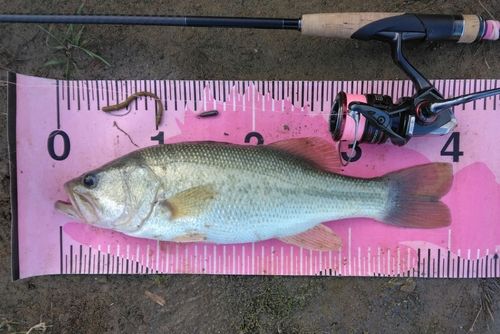 ブラックバスの釣果