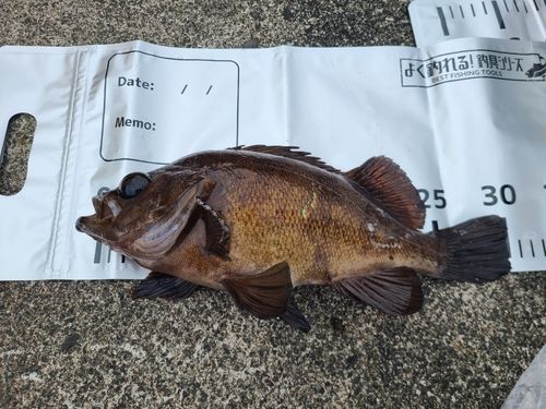 メバルの釣果