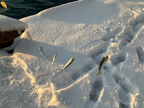 サバの釣果