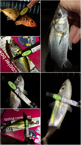 アジの釣果