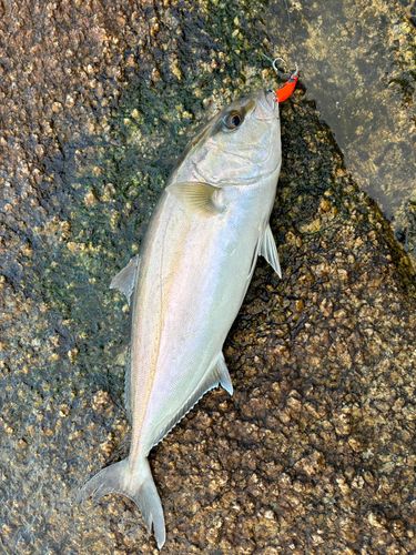 カンパチの釣果