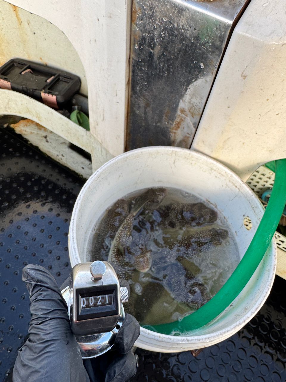 釣り人どんぐり@兵庫さんの釣果 1枚目の画像