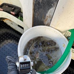 ショウサイフグ