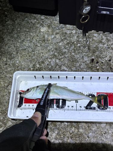 マアジの釣果