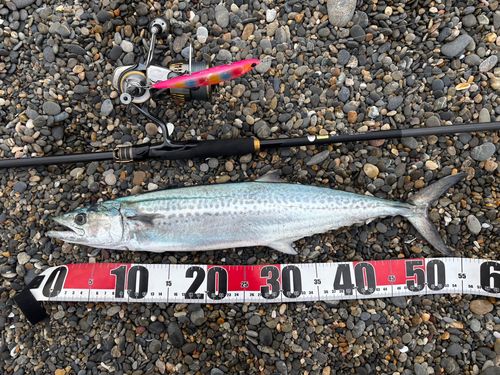 サゴシの釣果