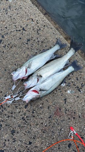 シーバスの釣果