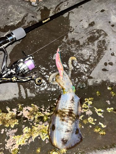 アオリイカの釣果