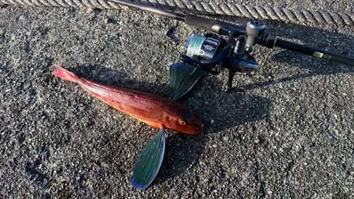 ホウボウの釣果