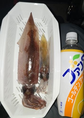ヤリイカの釣果
