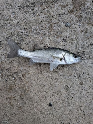 セイゴ（タイリクスズキ）の釣果