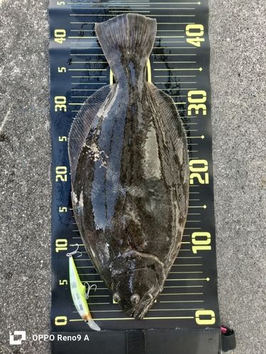 ヒラメの釣果