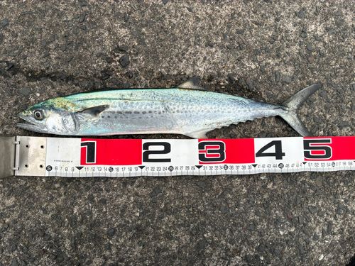 サゴシの釣果