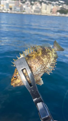 アイゴの釣果