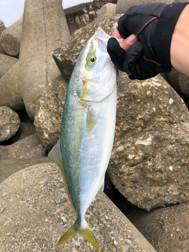 ハマチの釣果