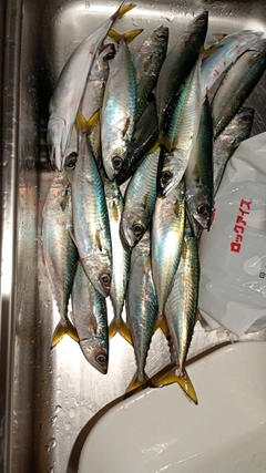 サバの釣果