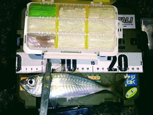 マアジの釣果