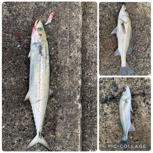サゴシの釣果