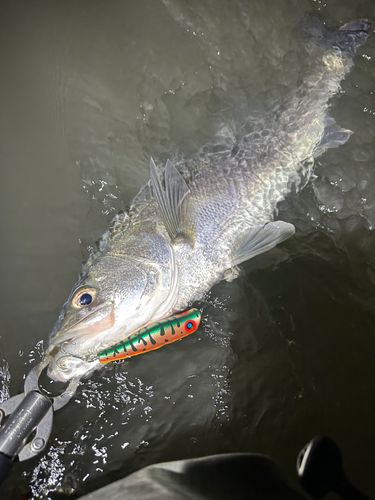 マルスズキの釣果