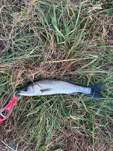 セイゴ（マルスズキ）の釣果