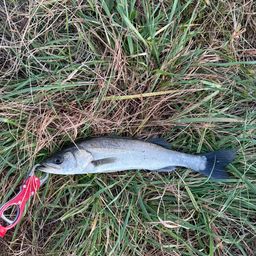 セイゴ（マルスズキ）