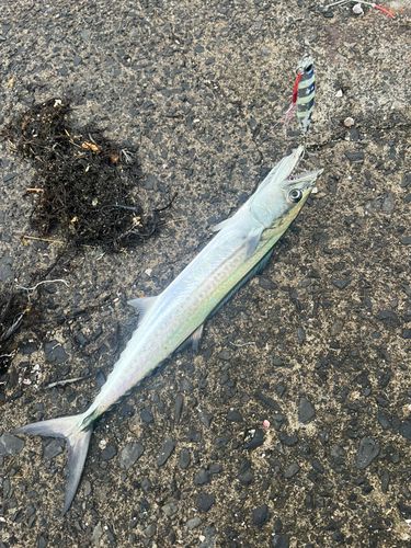 サゴシの釣果