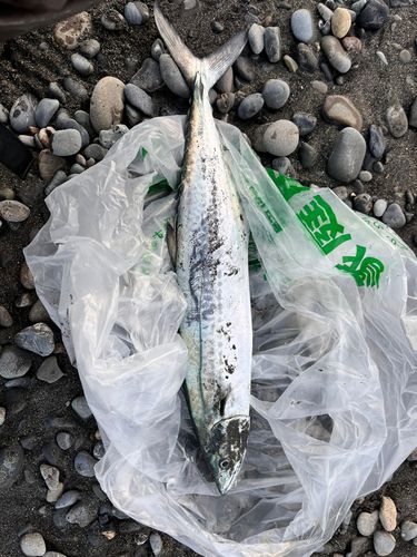 サゴシの釣果